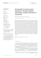 Microplastics in large marine herbivores: Florida manatees (Trichechus manatus latirostris) in Tampa Bay