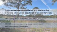 Testing population consolidation and headstarting to restore a non-viable population of Gopher Tortoises